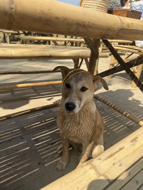 Is it possible to bring this dog we fell in love with in Chiangmai back to the states?