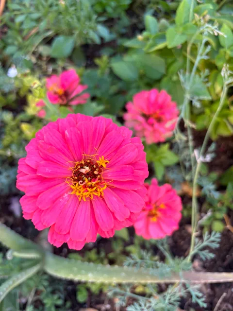 It’s bittersweet knowing I’m going to leave my first garden behind after I move in a month.. here’s some photos of my flowers.