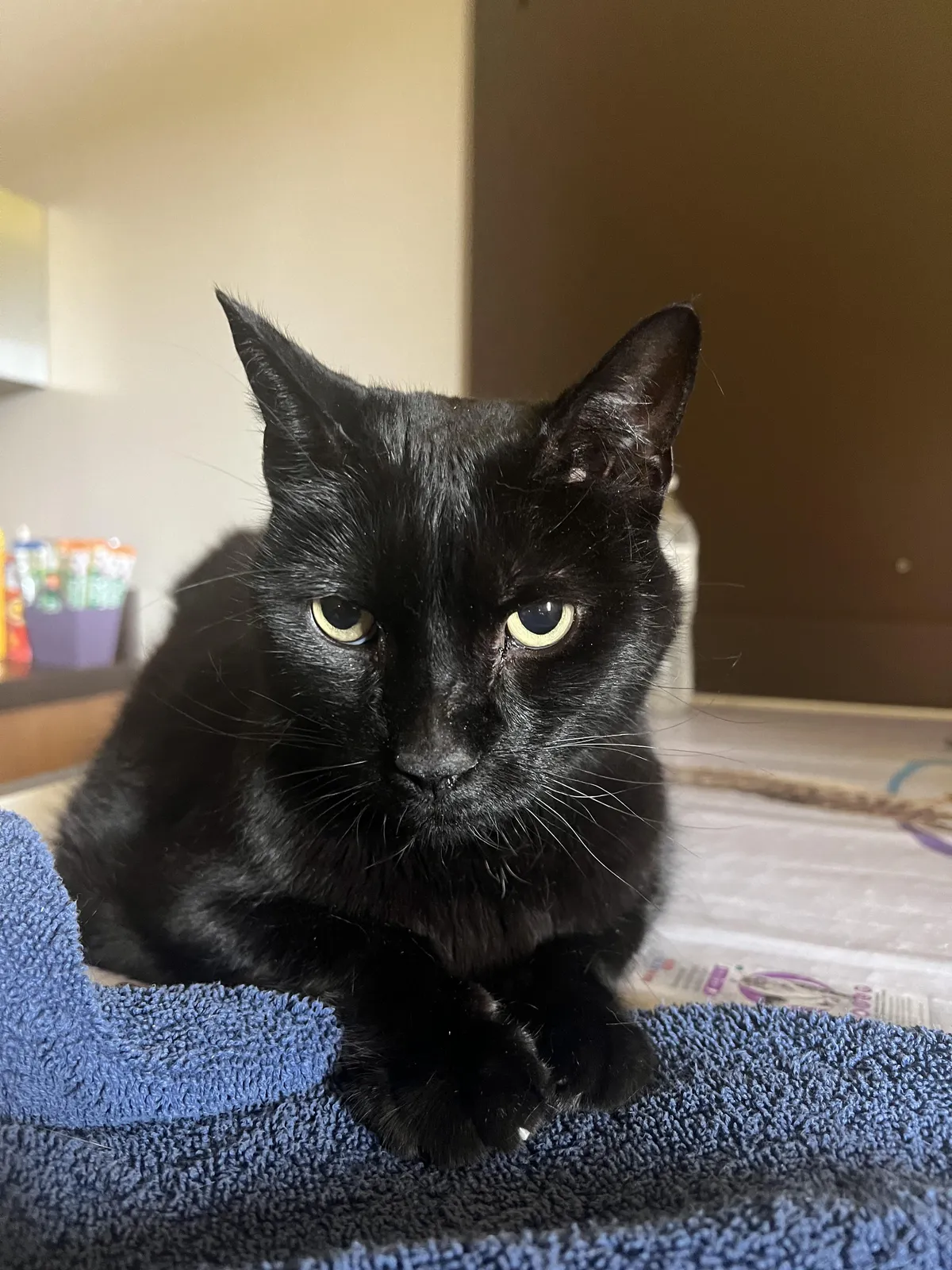 Today we lost Lucy. She was the best girl. 