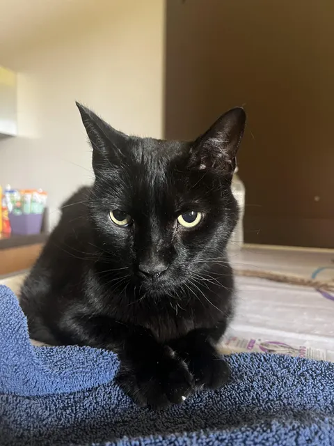 Today we lost Lucy. She was the best girl. 