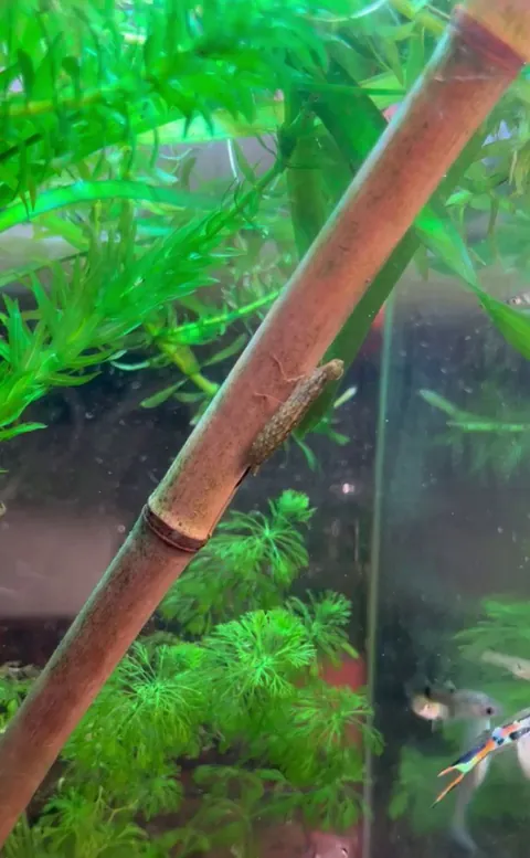 Just a dragonfly hunting