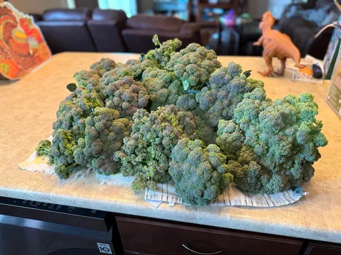 Nothing quite as rewarding as a good fall broccoli harvest!(Bonus dinosaur and wife pictures)