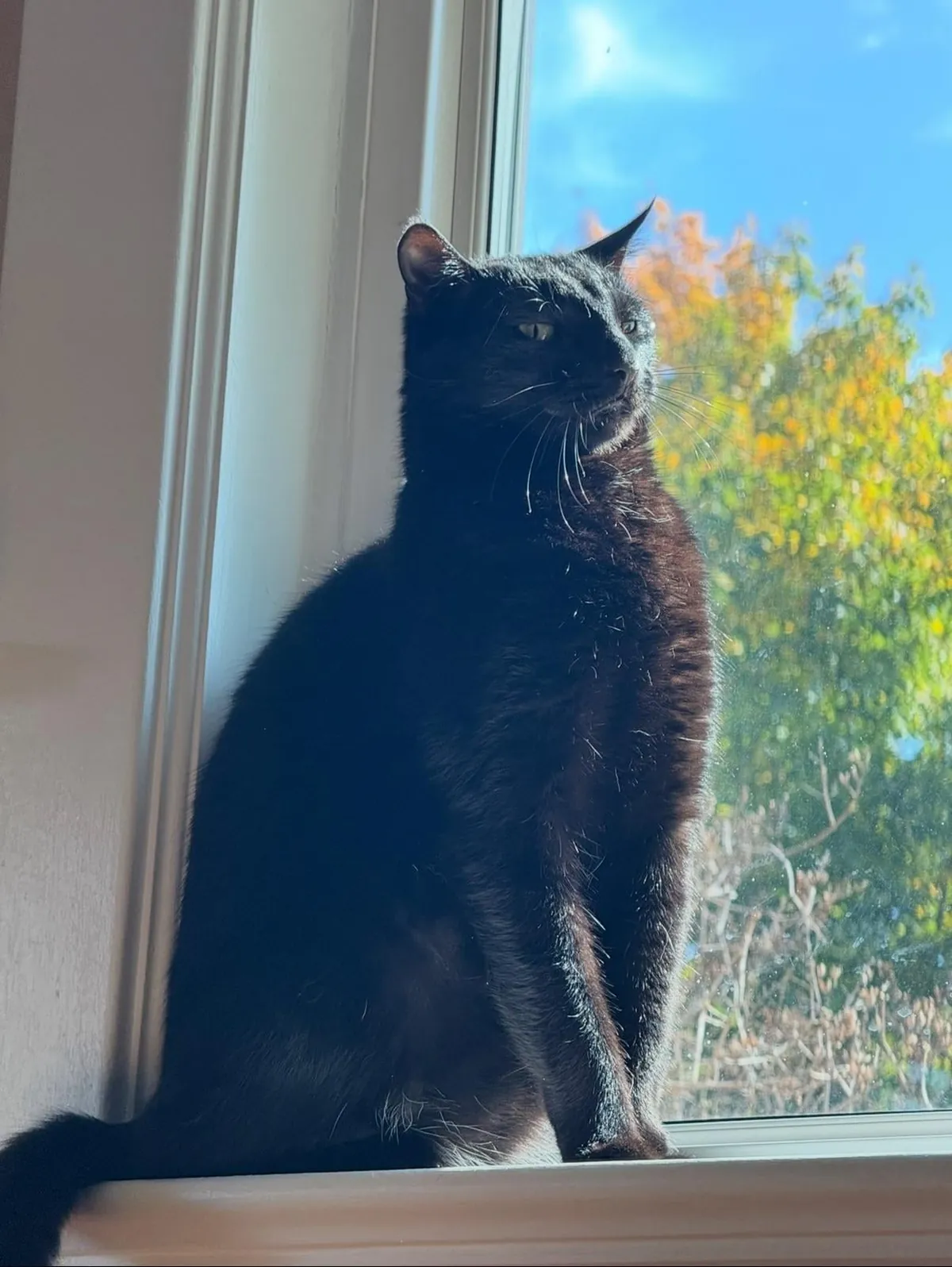 my very un-photogenic squidward