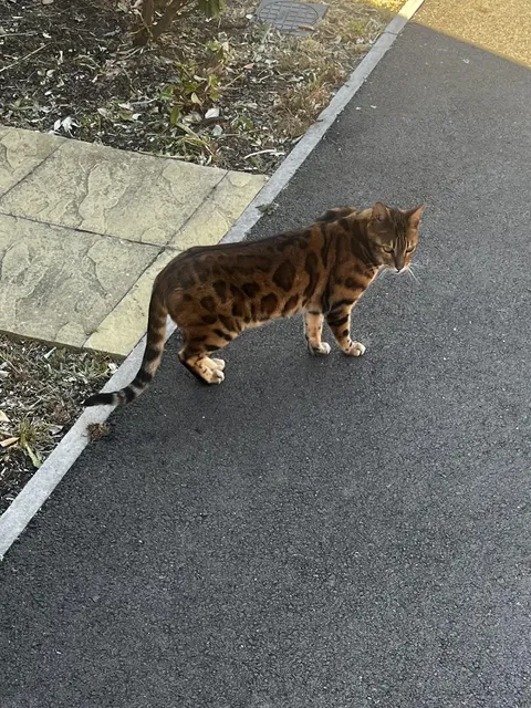 I’m a postman in the UK. I had to take a picture of this mini leopard I spotted. 🐆