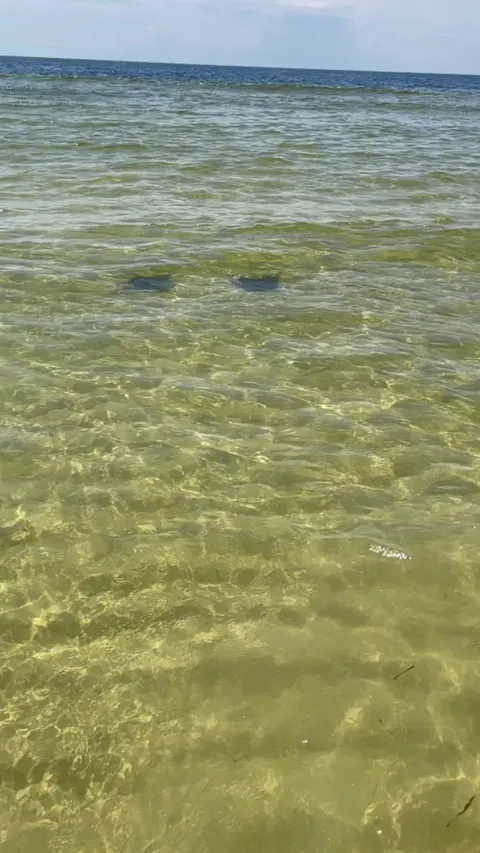 🔥 Devil Rays I saw at the Beach in Florida 🔥