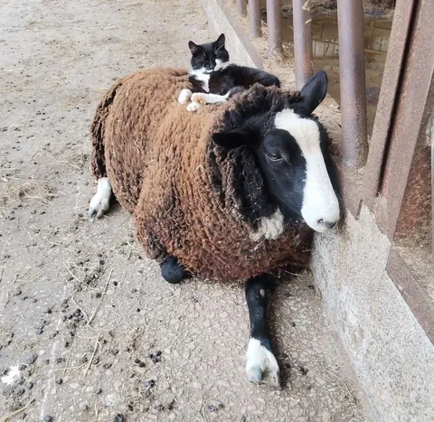Domino loves to sleep on Blackberry’s back!
