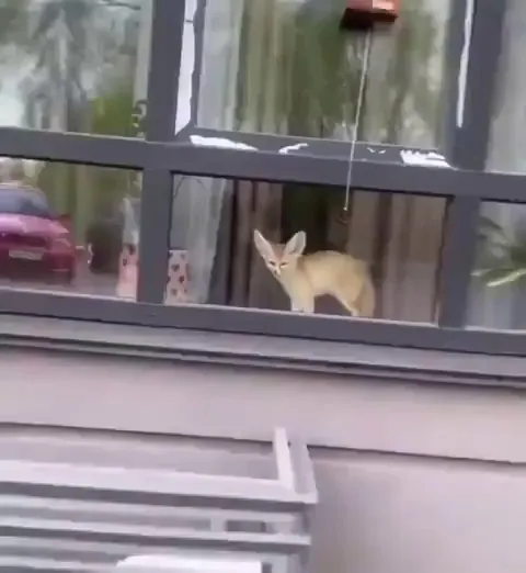 A Fennec fox is happy to see its rescuer.