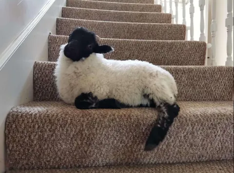 I’ve had Bramble for two years now. He was such a small lamb that I got him for free from a farmer, but he has grown into a very strong boy! I love him so much.