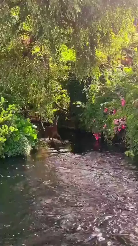 🔥A deer going for a little swim