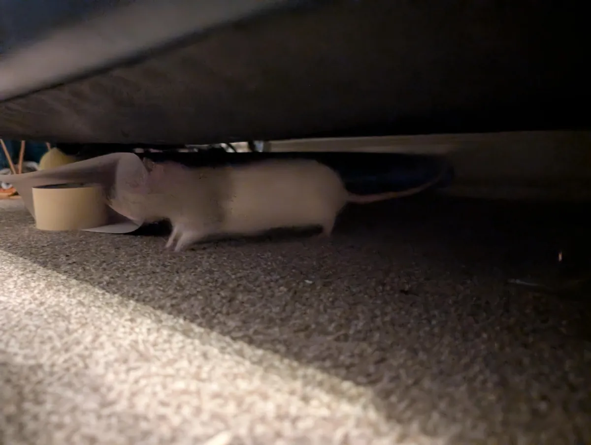 Ernie in places he shouldn't be but they get progressively funnier