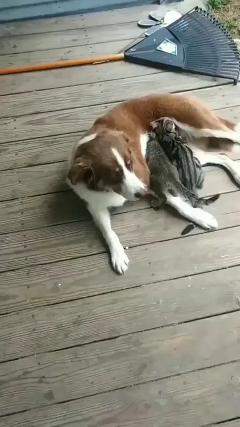 This good Doggo is surrogate Mom for kittens