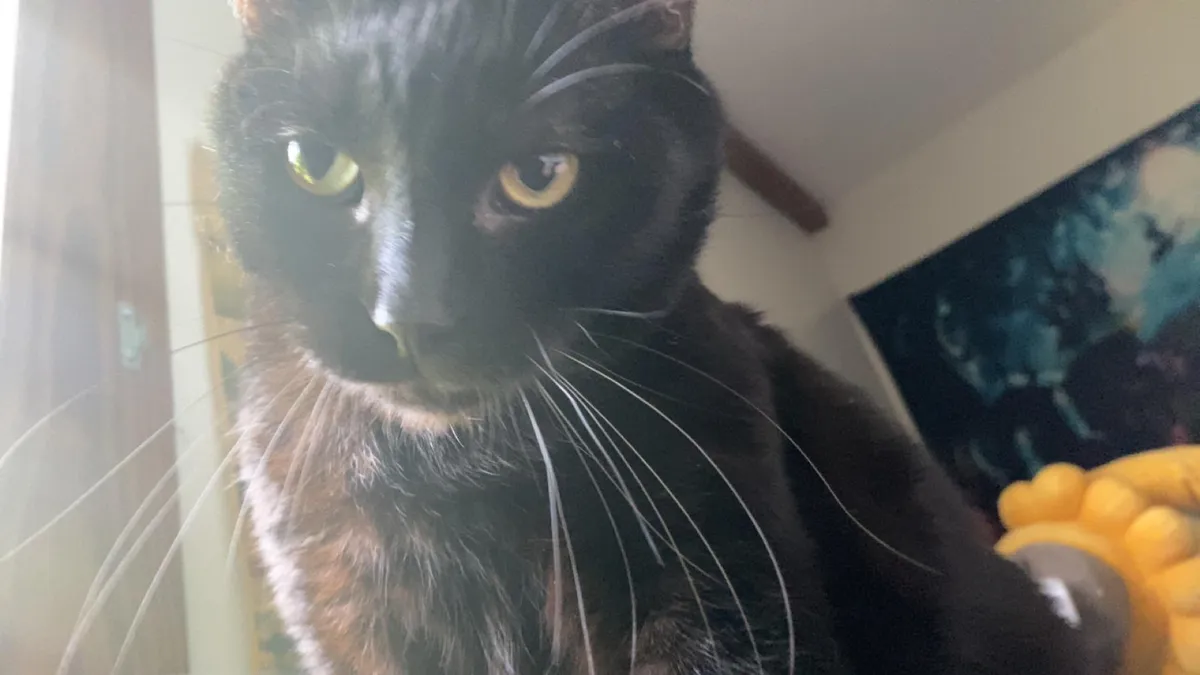 I DEMAND TO SEE YOUR CAT