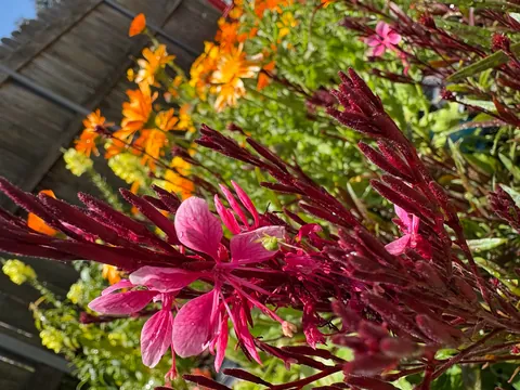 It’s bittersweet knowing I’m going to leave my first garden behind after I move in a month.. here’s some photos of my flowers.