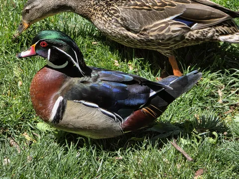 First Wood Duck sighting at the family farm in Colorado