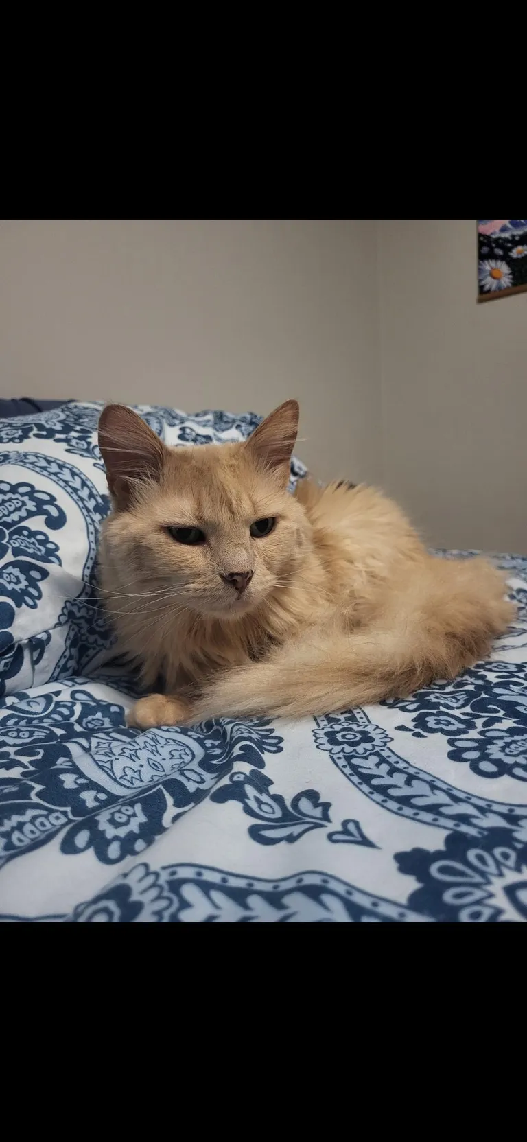 My sweet little girl is 14yo today 🥳🥰