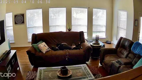 I checked in on Penelope earlier today from the office and she was hard at work - earning her keep and guarding the homestead 😂