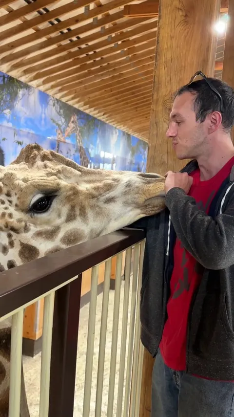 [OC] Watch Oliver, the 6.5 year old giraffe, form a connection with my husband out of nowhere
