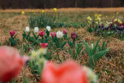 I planted 2000 bulbs this past winter and many are emerging.