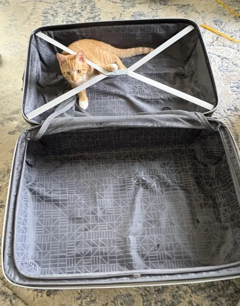 Luggage inspector