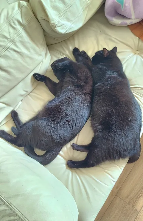 My very bonded pair, Harry and Peter. The bastards never cuddle with me.