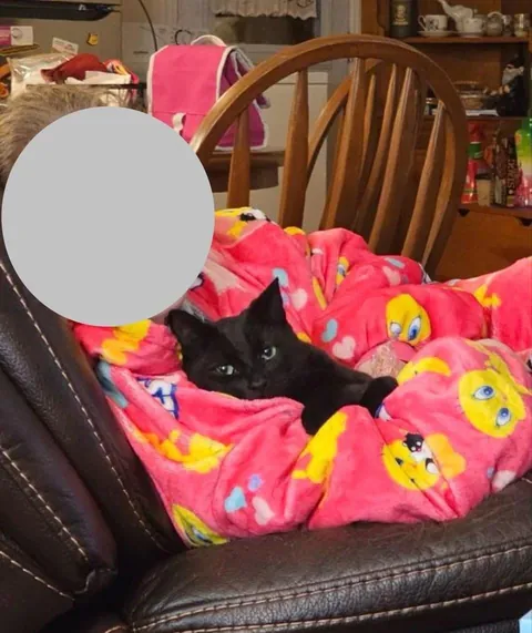 Toblerone was returned to the shelter for being “too needy”, but we love his neediness🖤