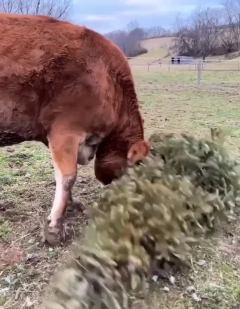 River loves the yule trees!