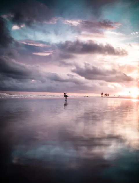 ITAP of a seagull on a beach