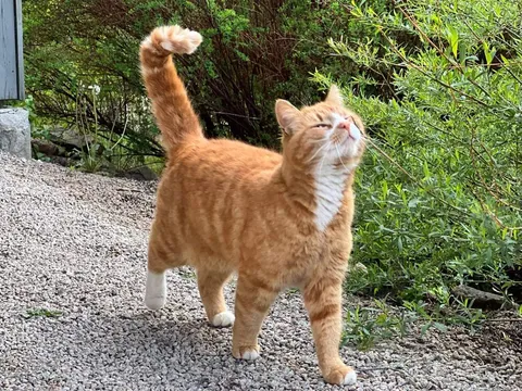 Dexter taking a merry stroll outside!