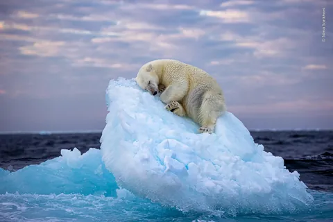 🔥polar bear sleeping on a small iceberg in the far north, off Norway's Svalbard archipelago