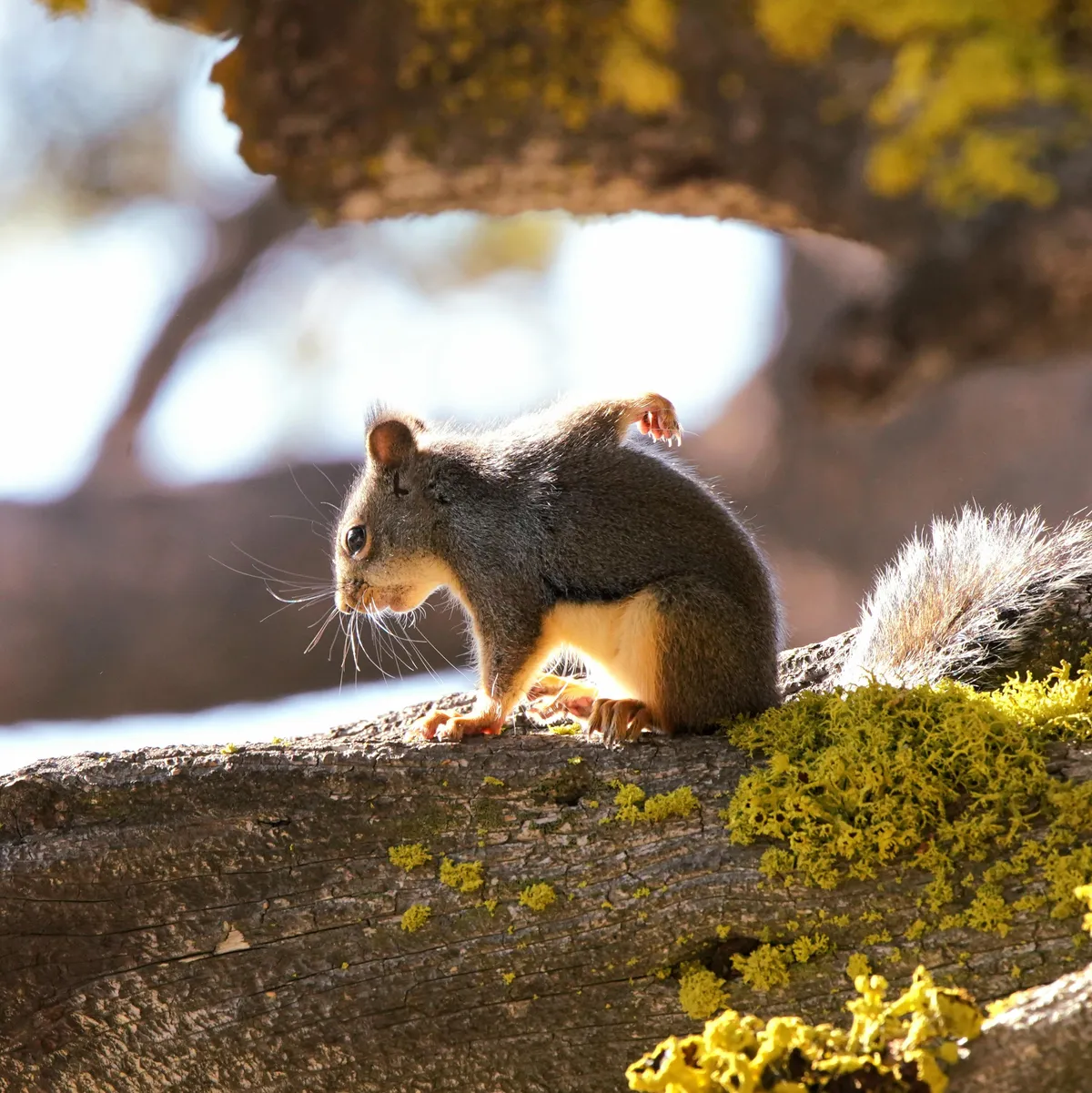 ITAP of a squirrel doing the superhero pose