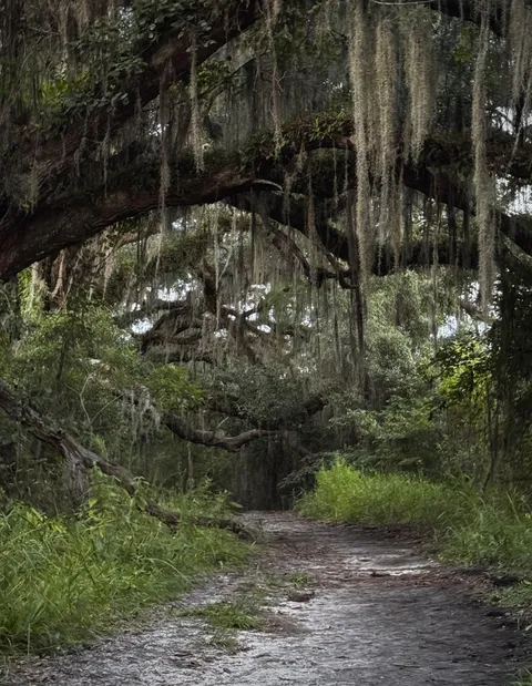 🔥Northern Florida forest scene