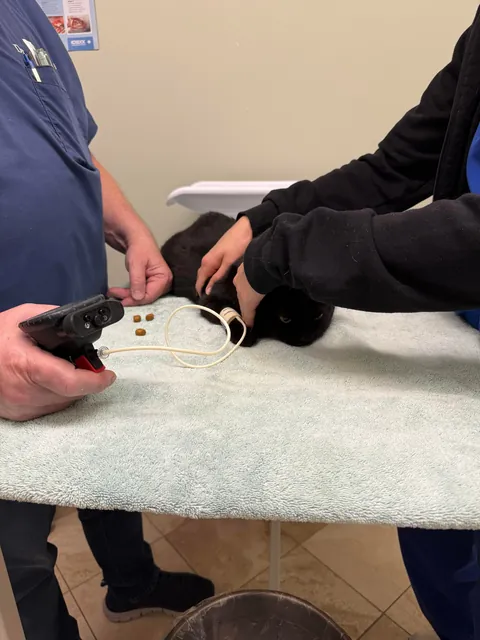 They forcibly took her blood pressure. Retribution against 9 generations vet staff incoming.