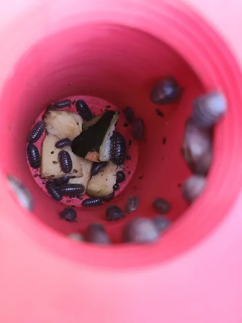 Solving My Pill Bug Problem Through Aggressive Hospitality