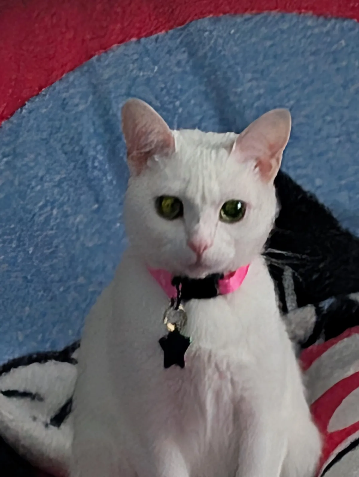 Cat photo checkpoint, please drop the last picture you took of your furball