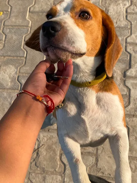 Someone's Puppy Arrived At My Door !!!