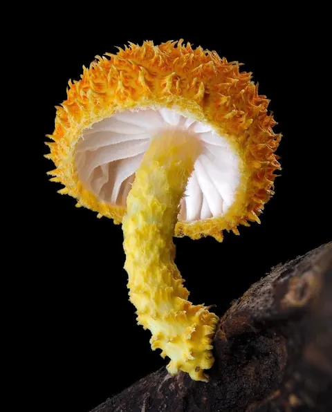 New Zealand photographer takes stunning photos of tiny mushrooms