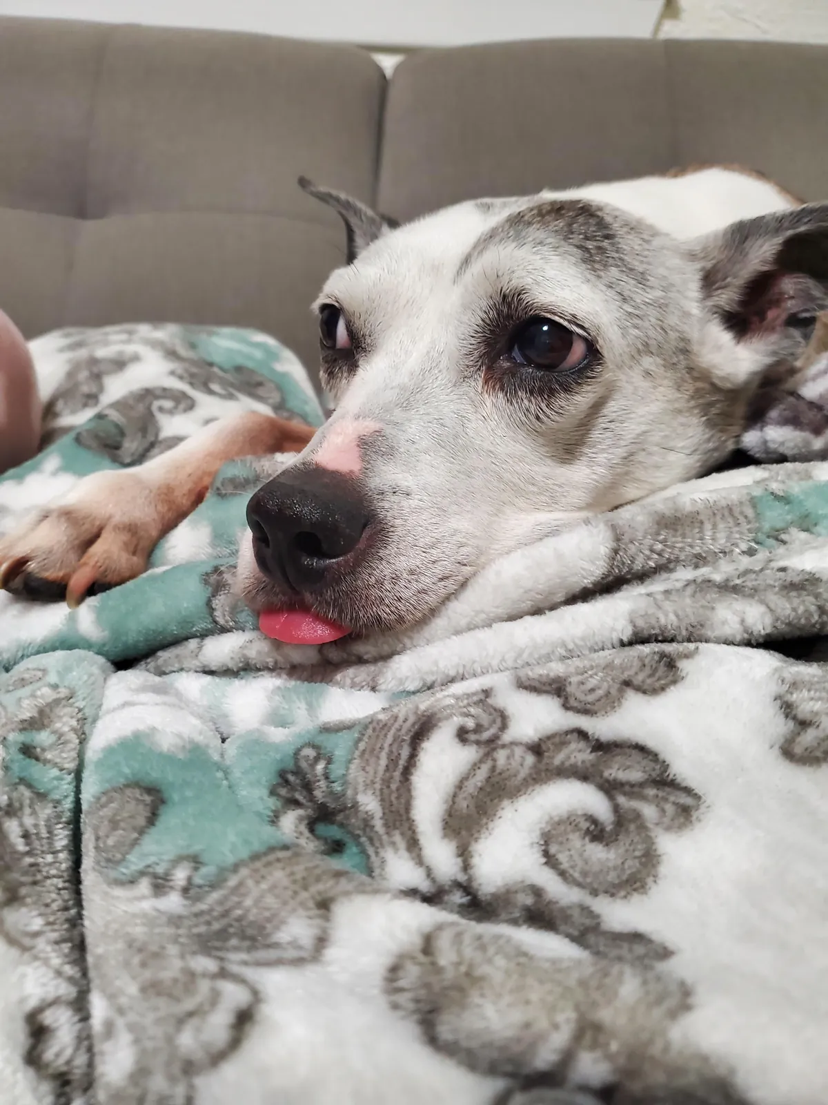 Only 2% of dogs make it to 17. So on this day, Lexy is a certified rare pupper. Happy Birthday sweet girl.