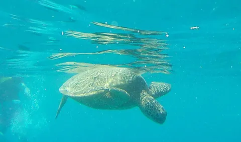 🔥A sea turtle swam right next to me while snorkeling in Hawaii🔥