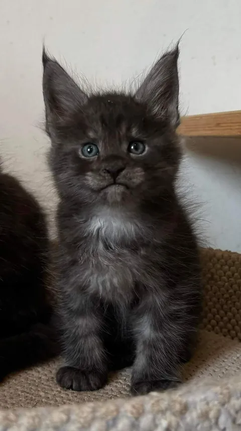 Théoden from 2 to 16 weeks old