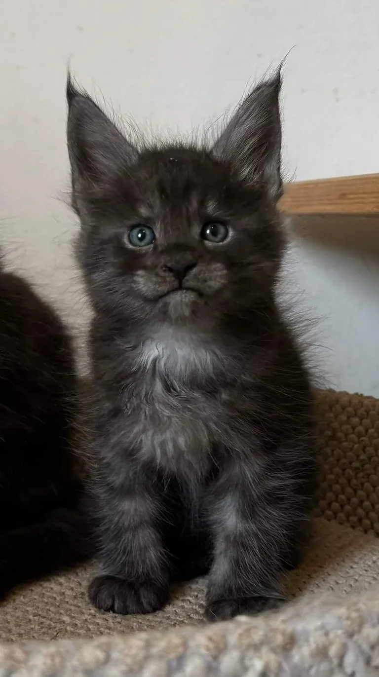 Théoden from 2 to 16 weeks old