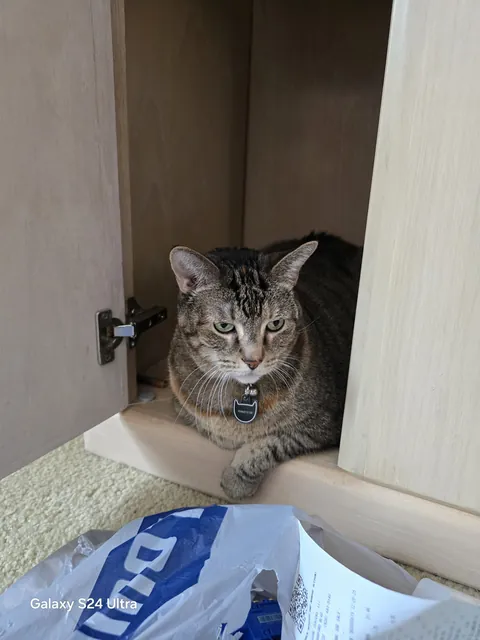 I'll always love and miss you Sushi