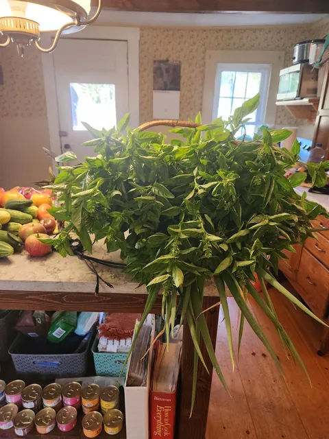 Look at my basil!!!