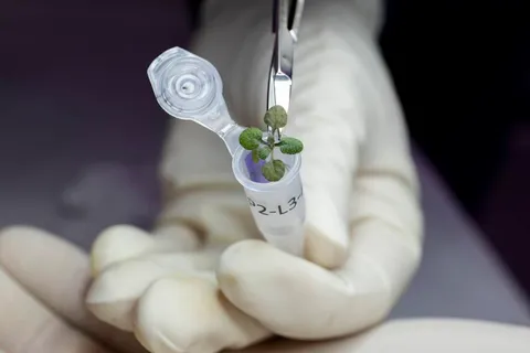 Scientists Grow Plants in Lunar Soil