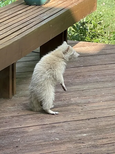 Albino raccoon on my mom’s property 