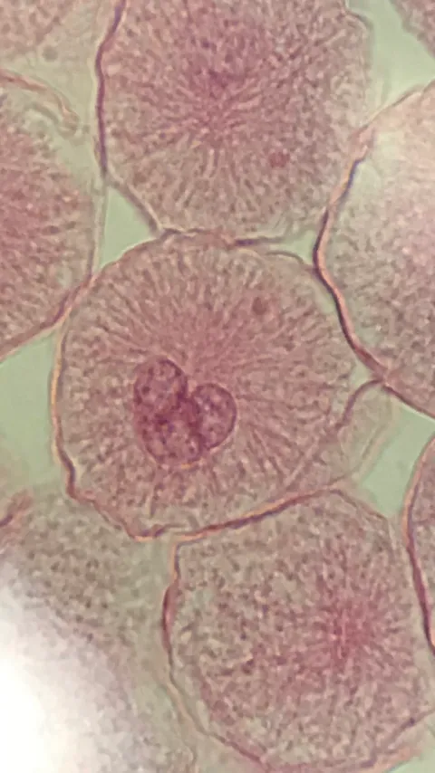 A little late for valentines day but here’s a whitefish cell with a heart shaped nucleus for yall ❤️ (2000x)