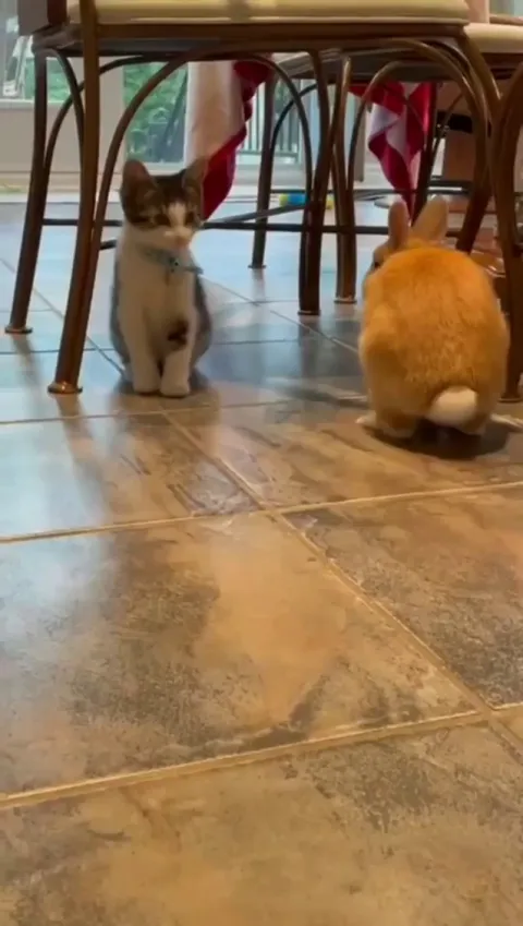 Kitten thinks she's a bunny.