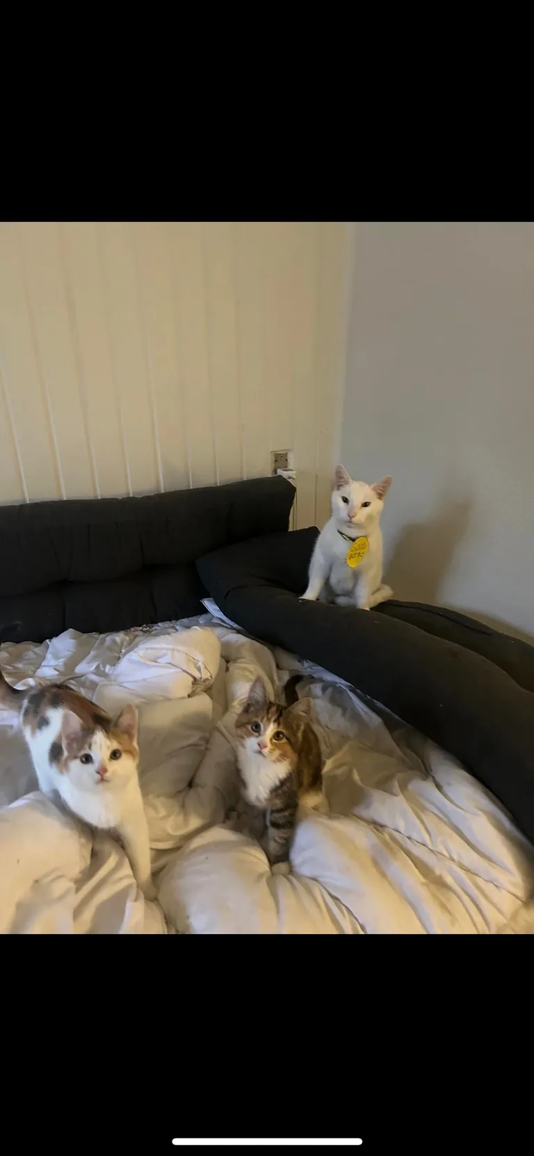 He protected two baby kittens against 5 other adult cats 