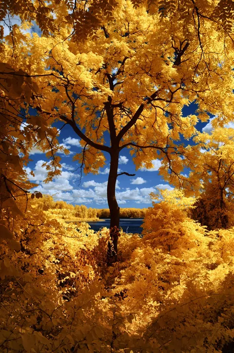 ITAP of a tree near the lake in infrared