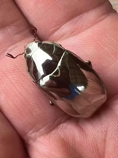 Man Finds An Incredible Beetle Who's Almost Too Stunning To Be Real