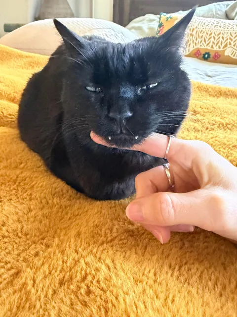 Cats teeth pushing out/getting longer?